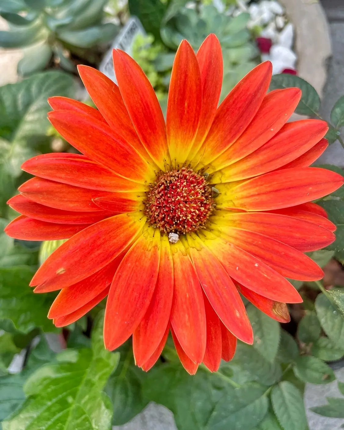 Gerbera 1