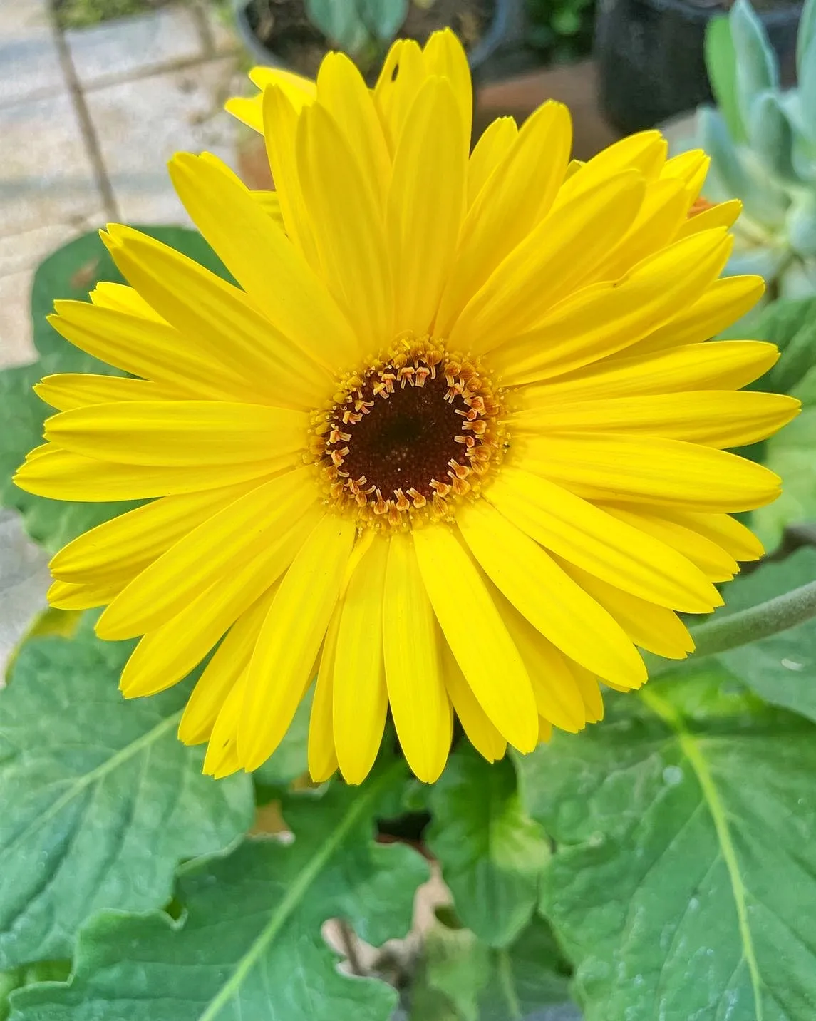 Gerbera 2